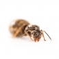 Preview: Lasius grandis